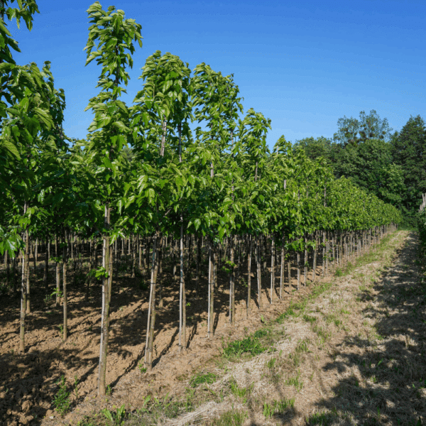 MORUS alba 'Fruitless' – Image 7
