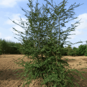 NOTHOFAGUS antarctica