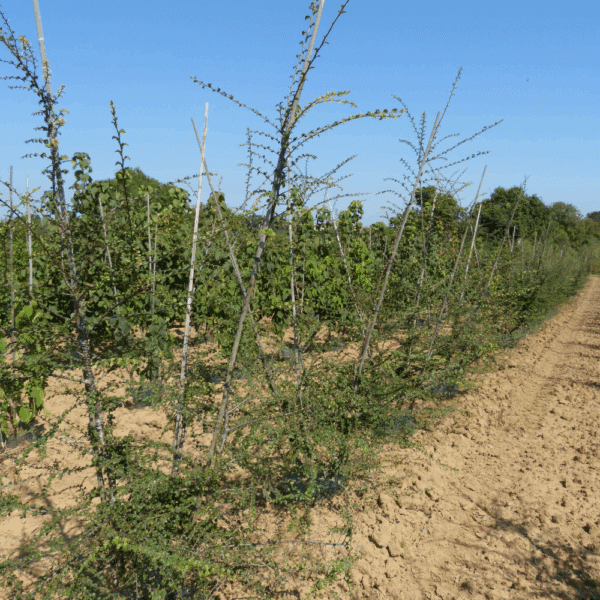 NOTHOFAGUS antarctica – Image 6