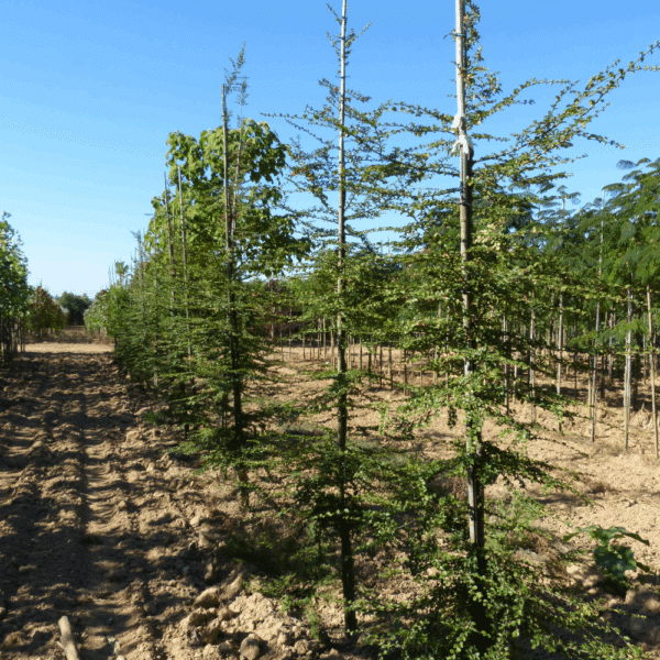 NOTHOFAGUS antarctica – Image 3