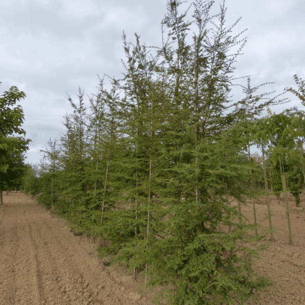 NOTHOFAGUS antarctica – Image 2