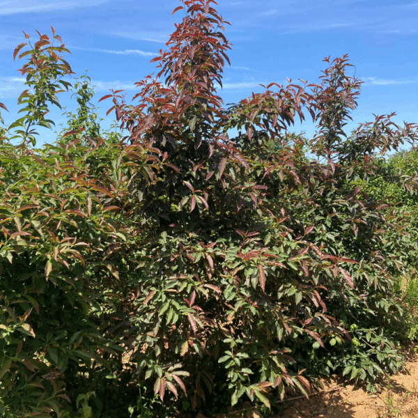 NYSSA sinensis – Image 4