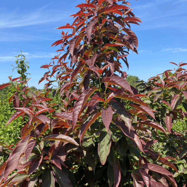 NYSSA sinensis – Image 2