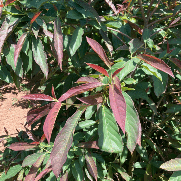 NYSSA sinensis – Image 3