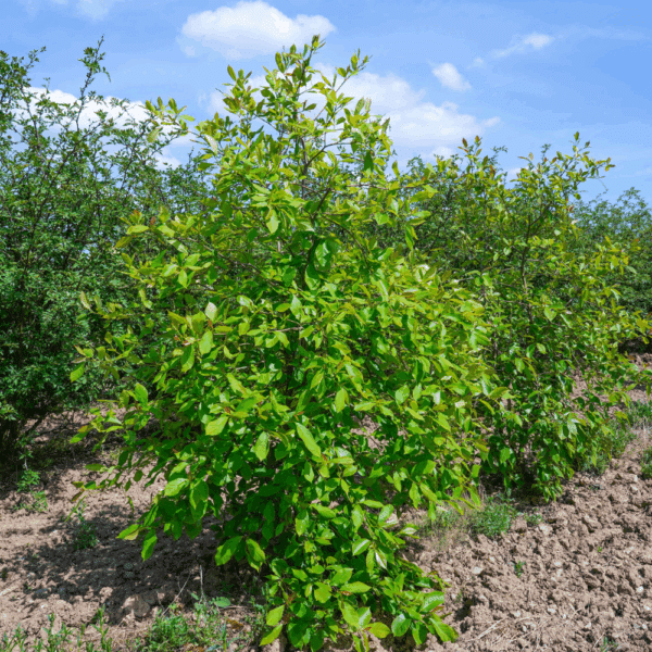 NYSSA sylvatica – Image 4