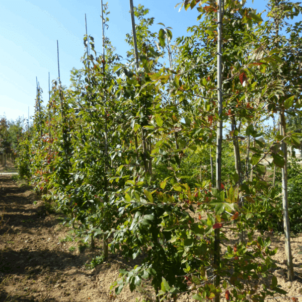 NYSSA sylvatica – Image 2