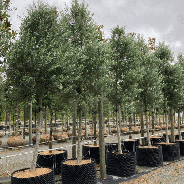 OLEA europaea 'Fastigiata' – Image 2