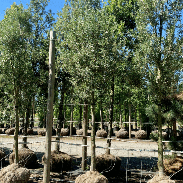 OLEA europaea 'Fastigiata' – Image 3
