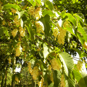 OSTRYA carpinifolia