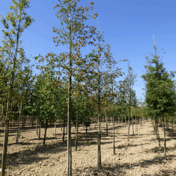 OSTRYA carpinifolia – Image 13