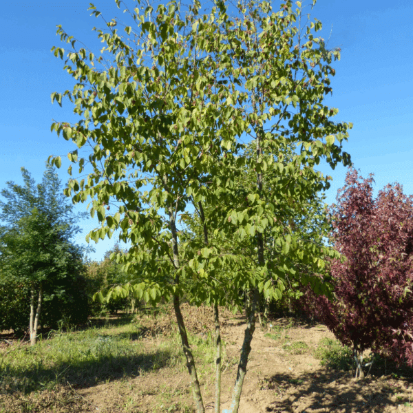 OSTRYA carpinifolia – Image 2