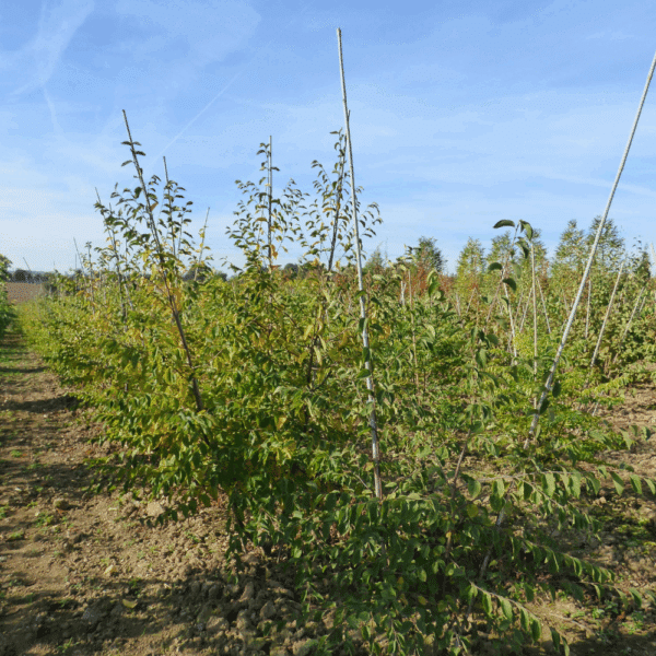 OSTRYA carpinifolia – Image 12