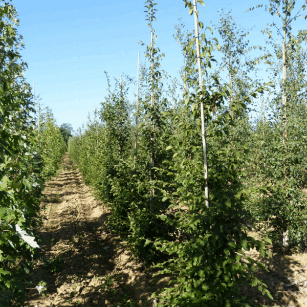 OSTRYA carpinifolia – Image 11