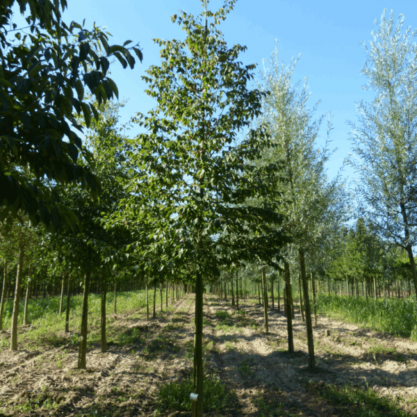 OSTRYA carpinifolia – Image 7