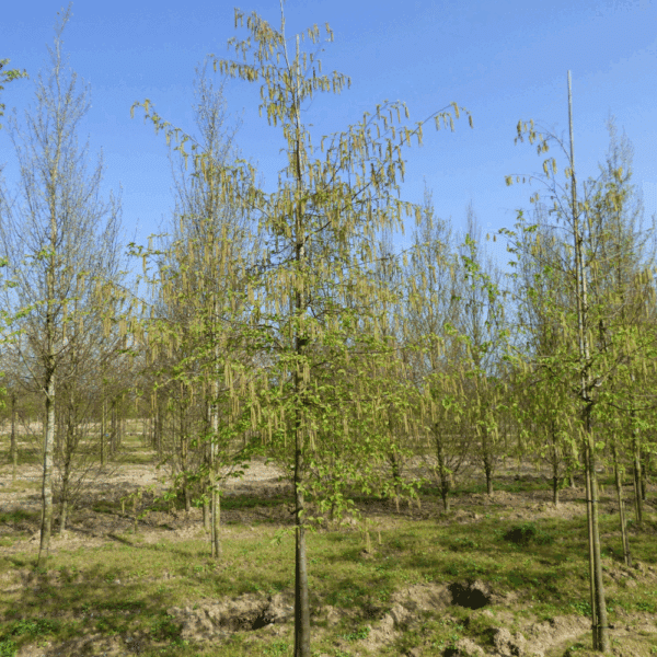 OSTRYA carpinifolia – Image 5