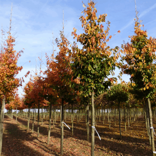 PARROTIA persica – Image 2