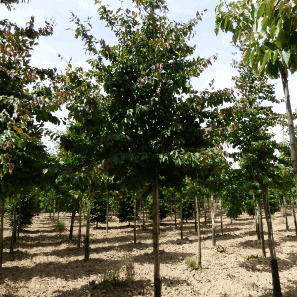 PARROTIA persica – Image 9