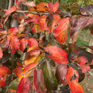 PARROTIA persica