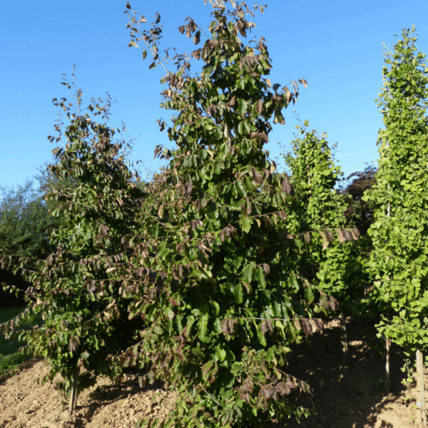 PARROTIA persica – Image 7
