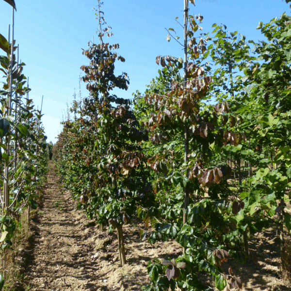 PARROTIA persica – Image 5