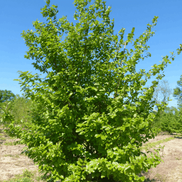 PARROTIA persica – Image 3