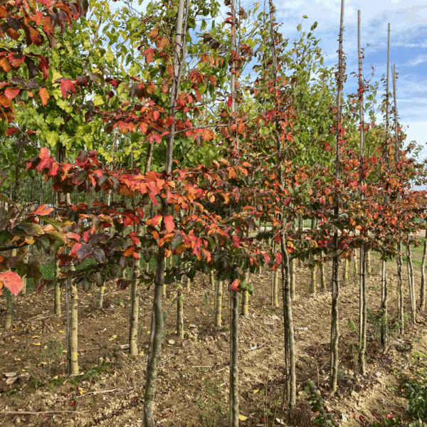 PARROTIA persica – Image 6