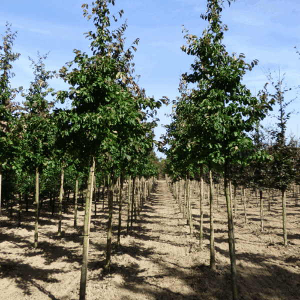 PARROTIA persica – Image 10