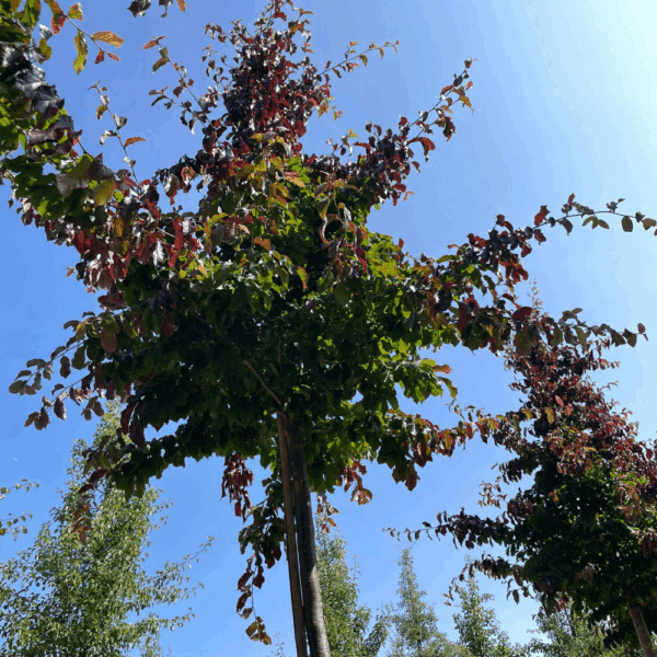 PARROTIA persica 'Bella' – Image 3