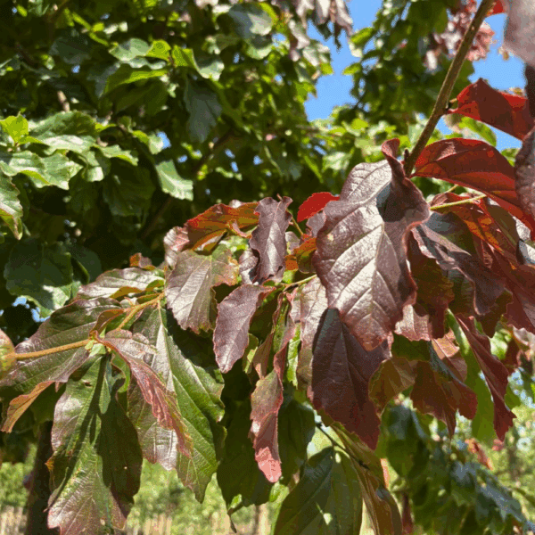 PARROTIA persica 'Bella'