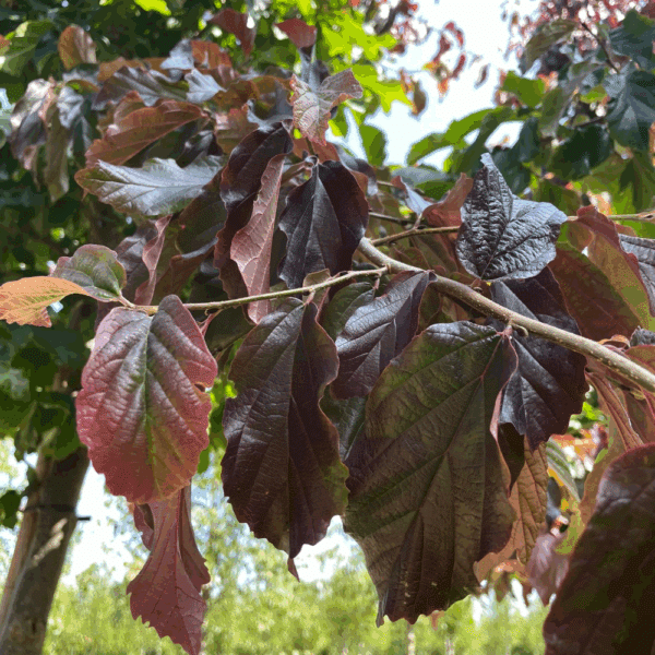 PARROTIA persica 'Bella' – Image 4