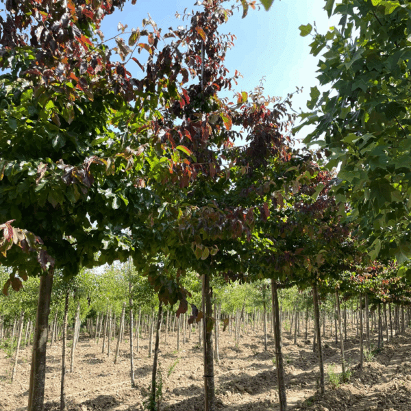 PARROTIA persica 'Bella' – Image 5