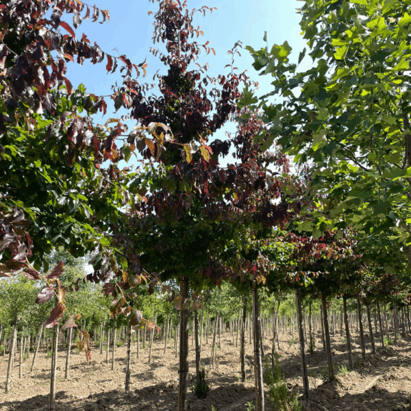 PARROTIA persica 'Bella' – Image 2
