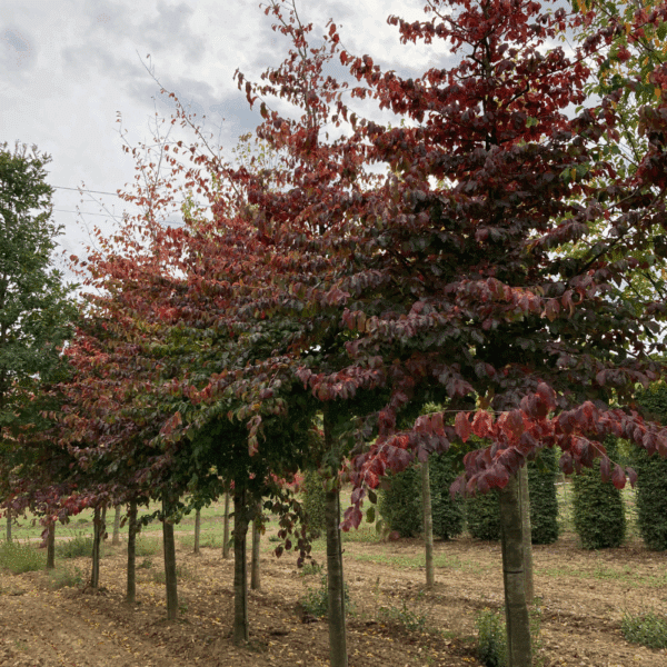 PARROTIA persica 'Vanessa' – Image 7
