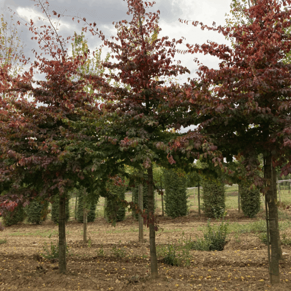 PARROTIA persica 'Vanessa' – Image 4