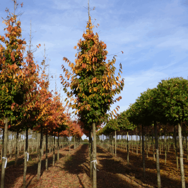 PARROTIA persica 'Vanessa' – Image 6