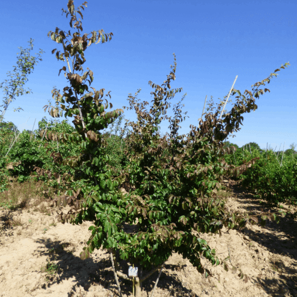 PARROTIA persica 'Vanessa' – Image 8