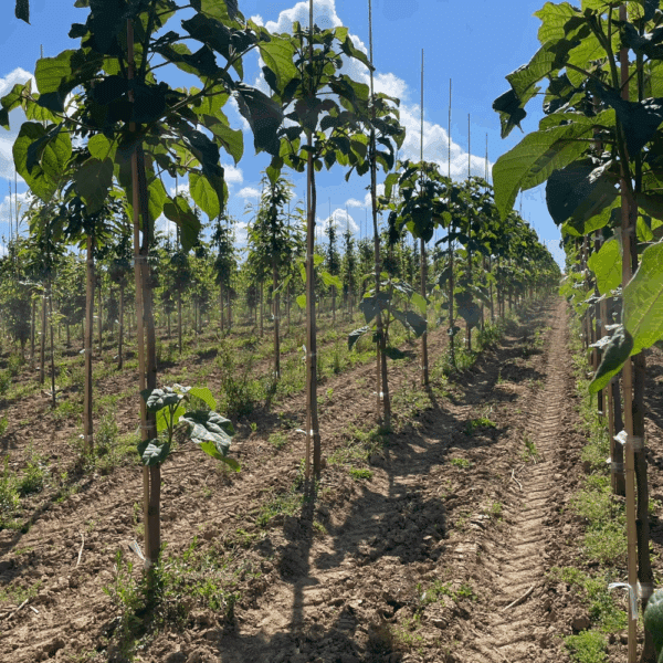 PAULOWNIA fortunei 'APRIL LIGHT' – Image 4