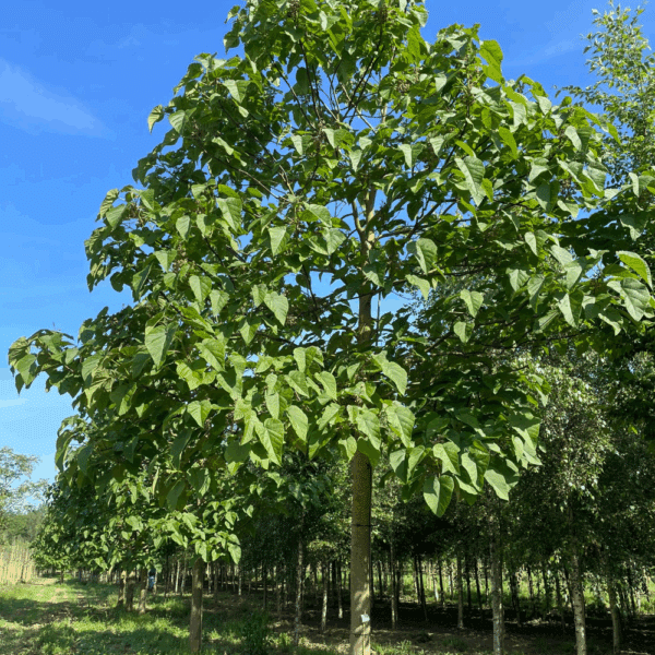 PAULOWNIA fortunei FAST BLUE® 'Minfast' – Image 3
