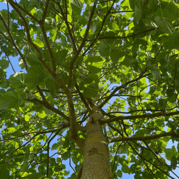 PAULOWNIA fortunei FAST BLUE® 'Minfast' – Image 2