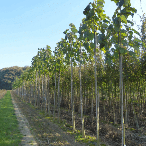 PAULOWNIA fortunei FAST BLUE® 'Minfast' – Image 5