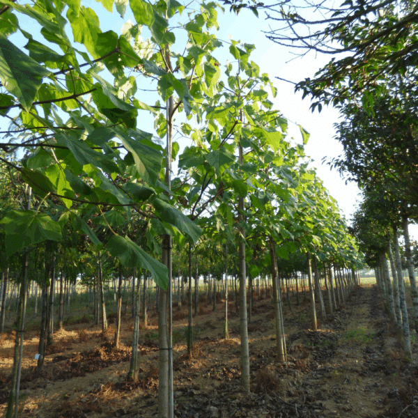 PAULOWNIA fortunei FAST BLUE® 'Minfast' – Image 4