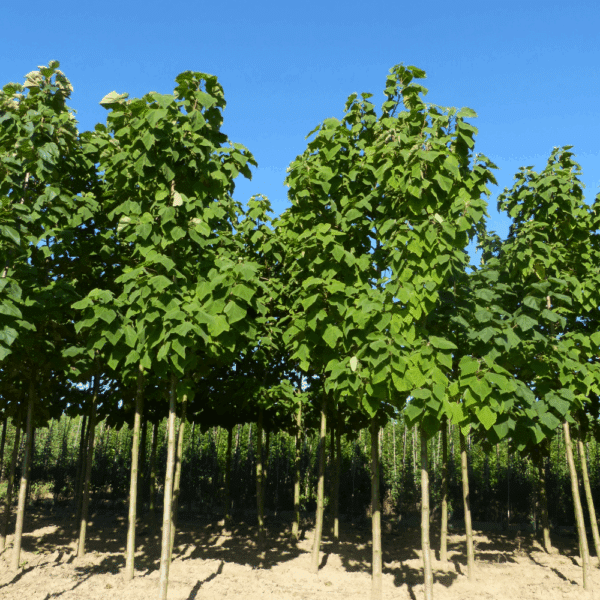 PAULOWNIA tomentosa – Image 3