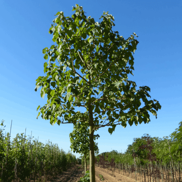PAULOWNIA tomentosa – Image 4