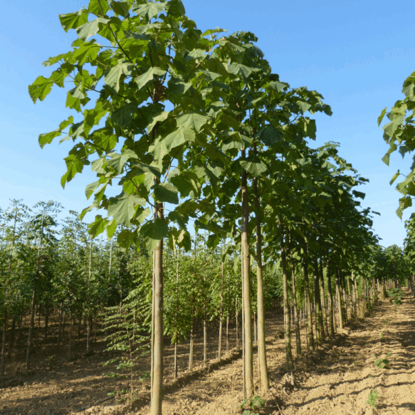 PAULOWNIA tomentosa – Image 2