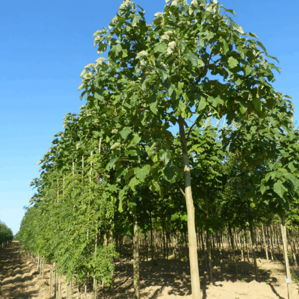 PAULOWNIA tomentosa – Image 5