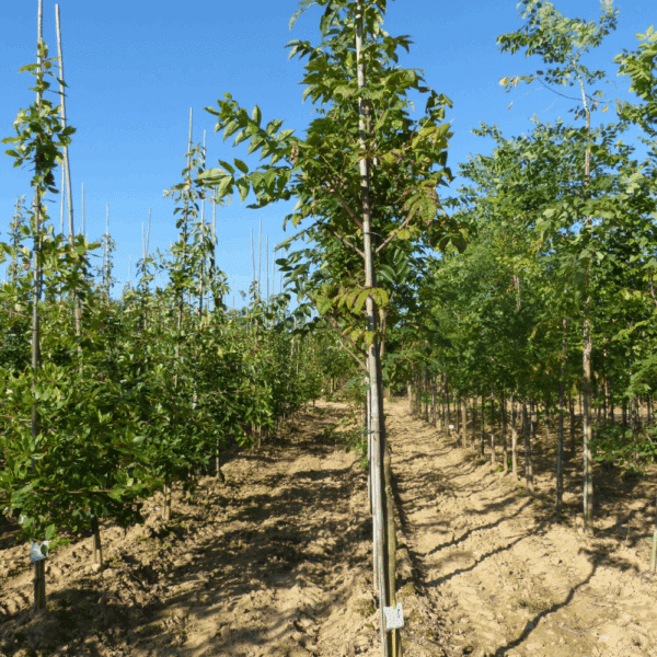 PHELLODENDRON amurense – Image 3
