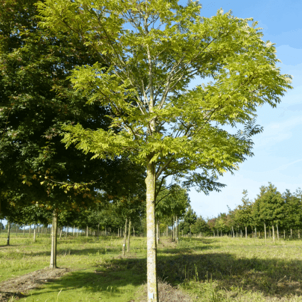 PHELLODENDRON japonicum – Image 2