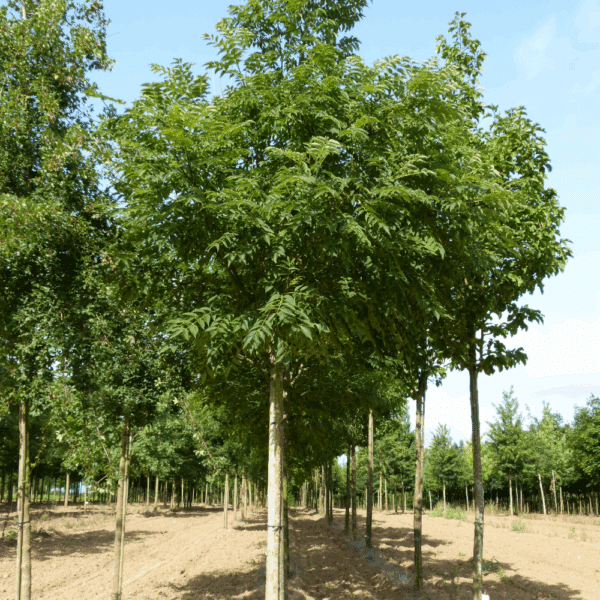 PHELLODENDRON japonicum – Image 6