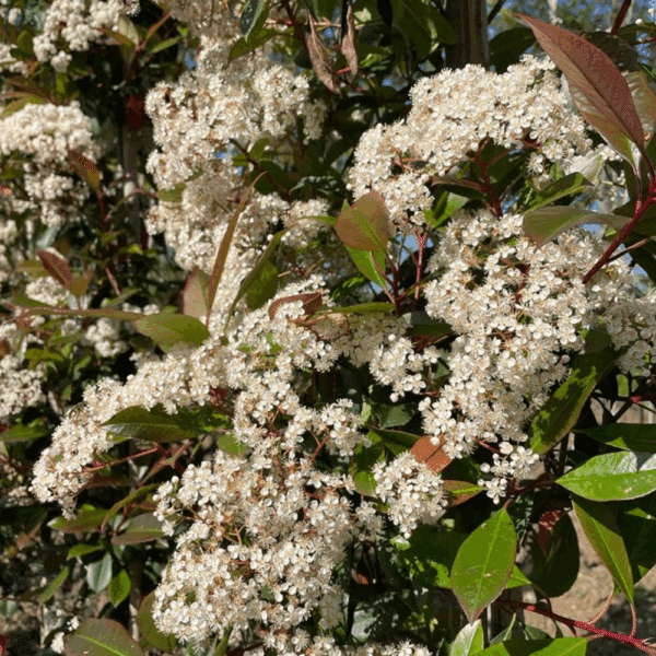PHOTINIA x fraseri 'Red Robin' – Image 4