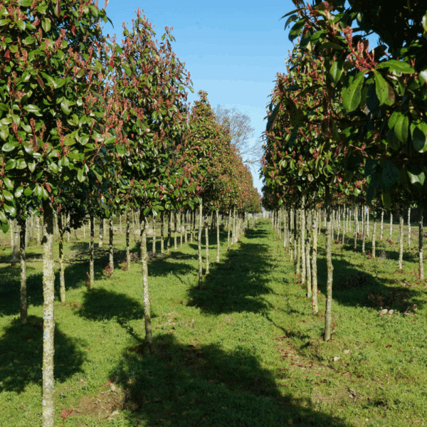PHOTINIA x fraseri 'Red Robin' – Image 3